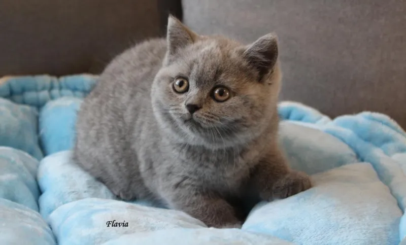 Miot „F" 2017, zdjęcie 4