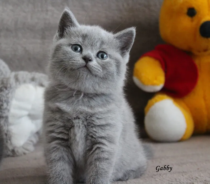 Gabby Blue Marvil*PL