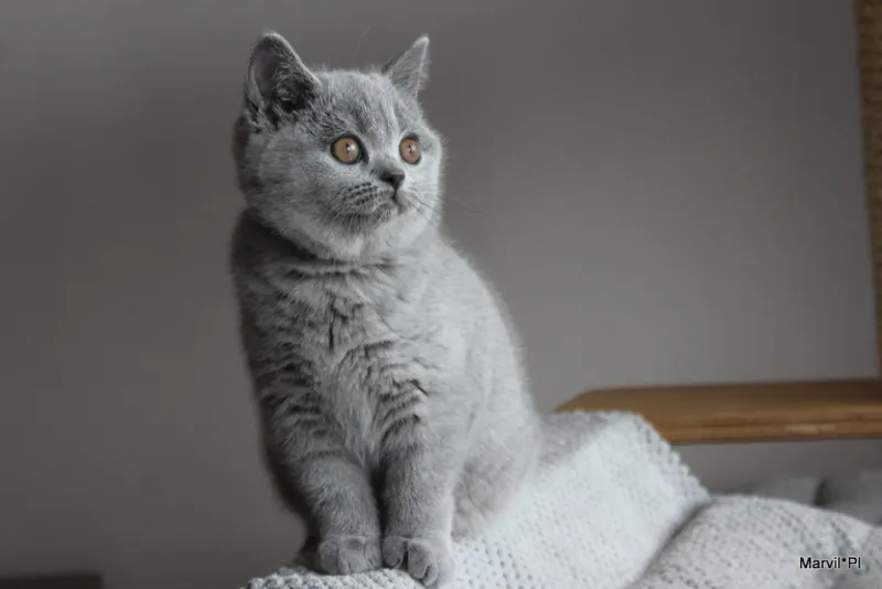 Miot „N" 2019, zdjęcie 1