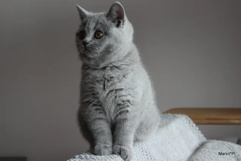 Miot „N" 2019, zdjęcie 6