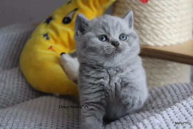 Miot „O" 2019, zdjęcie 16