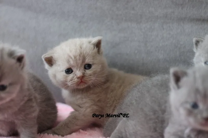Miot „P" 2019, zdjęcie 1