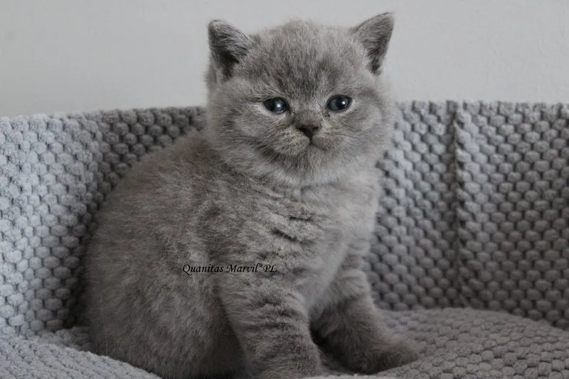 Miot „Q" 2019, zdjęcie 1