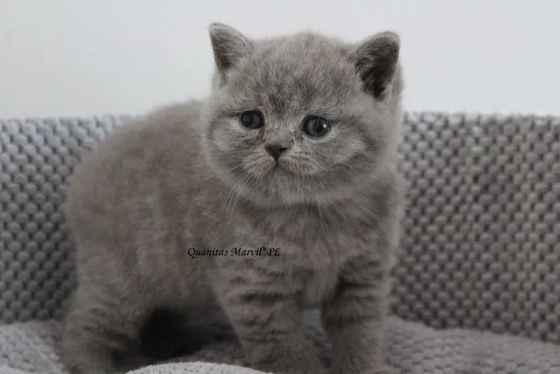 Miot „Q" 2019, zdjęcie 2