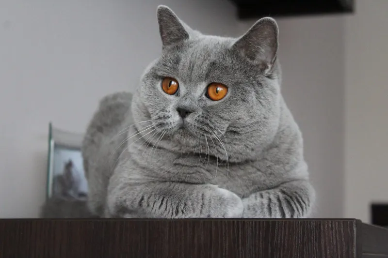 Cinimini Kates Akis*PL