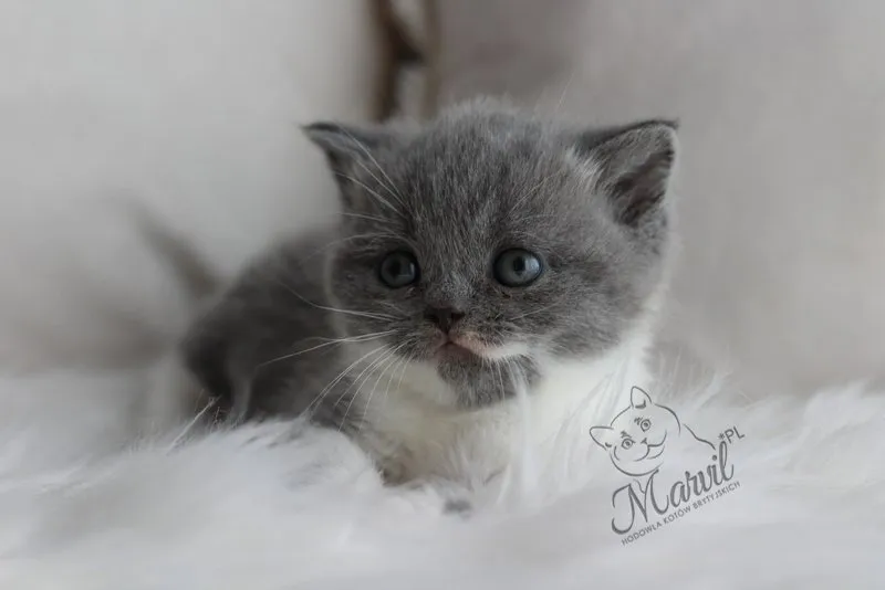 Zeina Marvil*PL