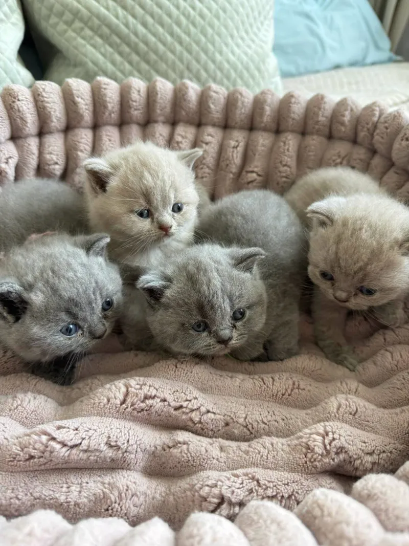 Kocięta brytyjskie w legowisku - Marvil*PL